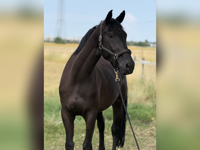 Deutsches Sportpferd Stute 5 Jahre 170 cm Schwarzbrauner in Vechta