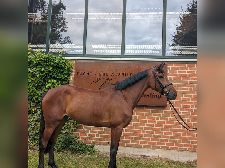 Deutsches Sportpferd Stute 5 Jahre 170 cm in Altenberge