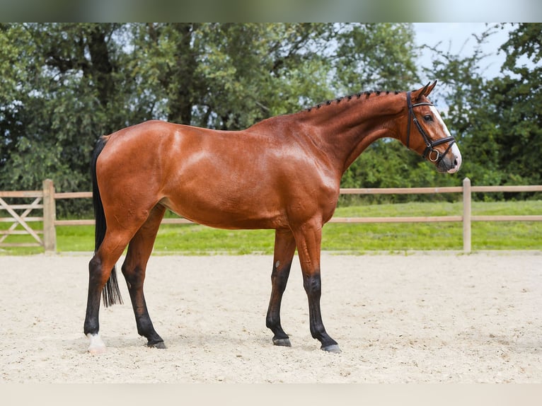 Deutsches Sportpferd Stute 5 Jahre 171 cm Brauner in Riedstadt