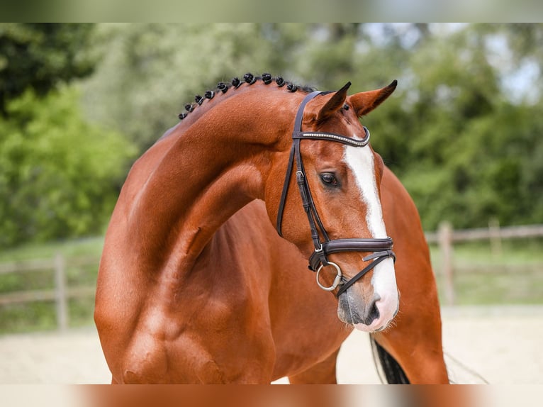 Deutsches Sportpferd Stute 5 Jahre 171 cm Brauner in Riedstadt