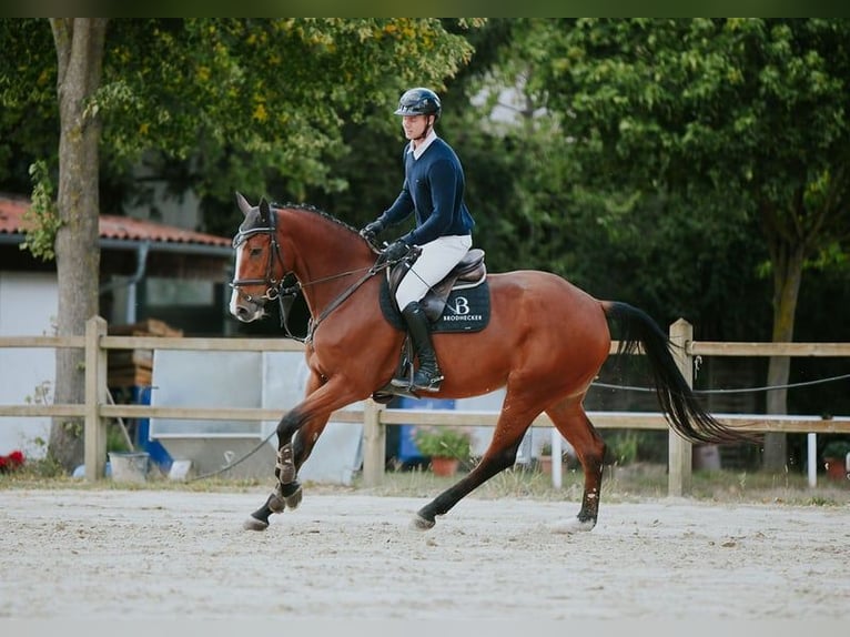 Deutsches Sportpferd Stute 5 Jahre 171 cm Brauner in Riedstadt