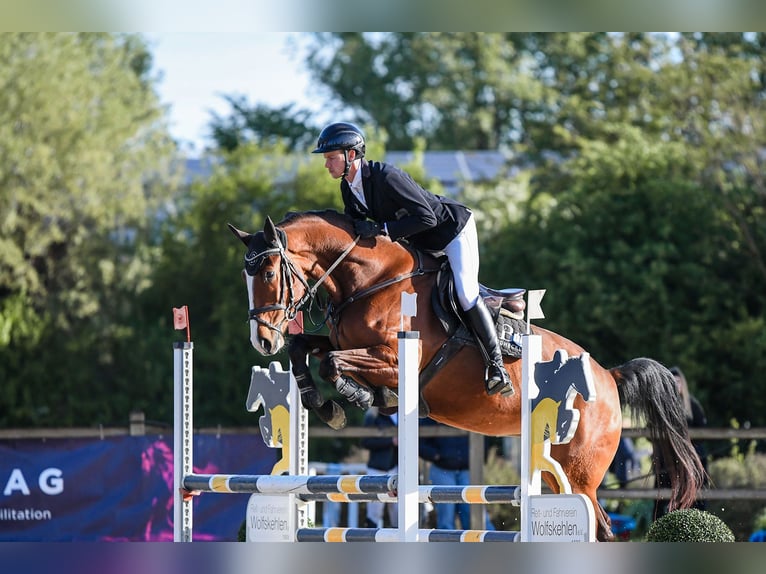 Deutsches Sportpferd Stute 5 Jahre 171 cm Brauner in Riedstadt