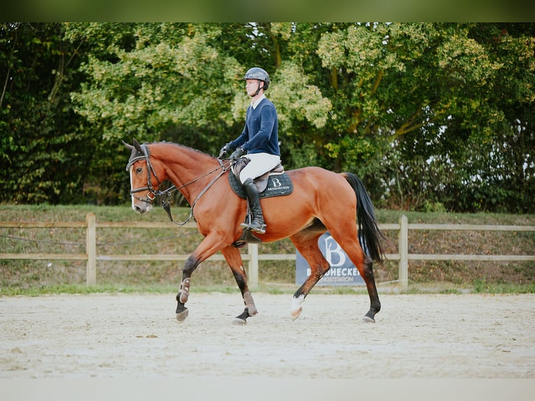 Deutsches Sportpferd Stute 5 Jahre 171 cm Brauner in Riedstadt