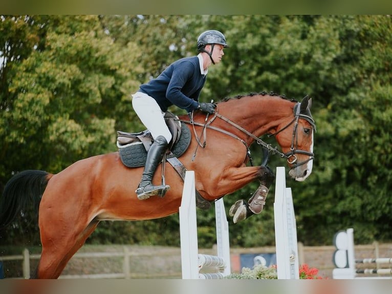 Deutsches Sportpferd Stute 5 Jahre 171 cm Brauner in Riedstadt