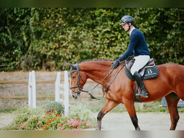 Deutsches Sportpferd Stute 5 Jahre 171 cm Brauner in Riedstadt