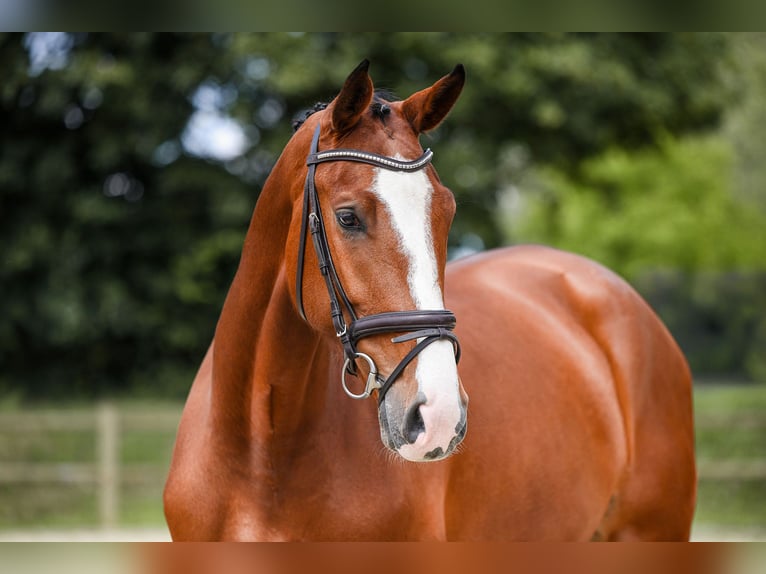 Deutsches Sportpferd Stute 5 Jahre 171 cm Brauner in Riedstadt
