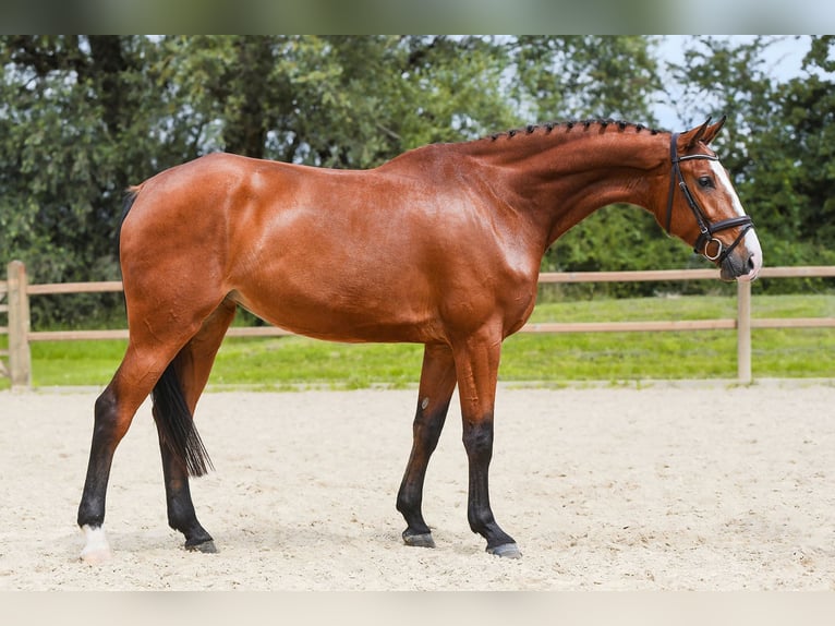 Deutsches Sportpferd Stute 5 Jahre 171 cm Brauner in Riedstadt