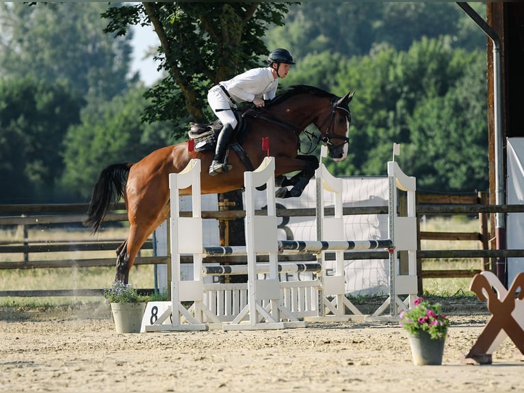 Deutsches Sportpferd Stute 5 Jahre 171 cm Brauner in Riedstadt