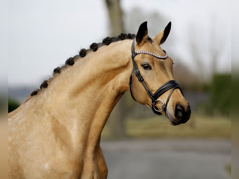 Deutsches Sportpferd Stute 5 Jahre 171 cm Buckskin in Vechta
