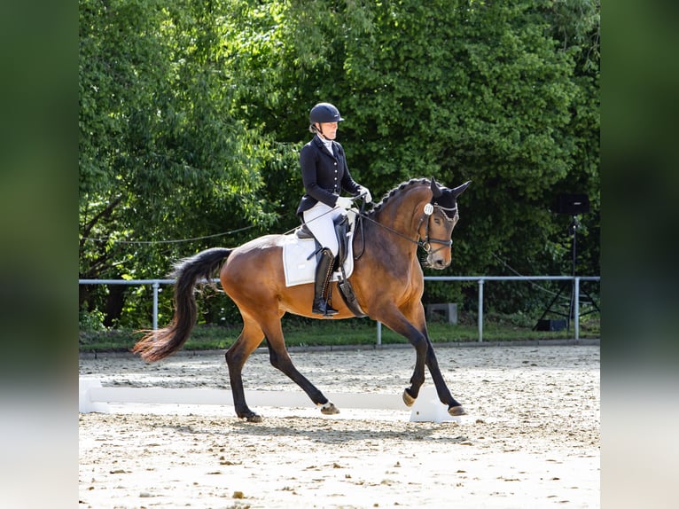 Deutsches Sportpferd Stute 5 Jahre 171 cm Dunkelbrauner in Möglingen