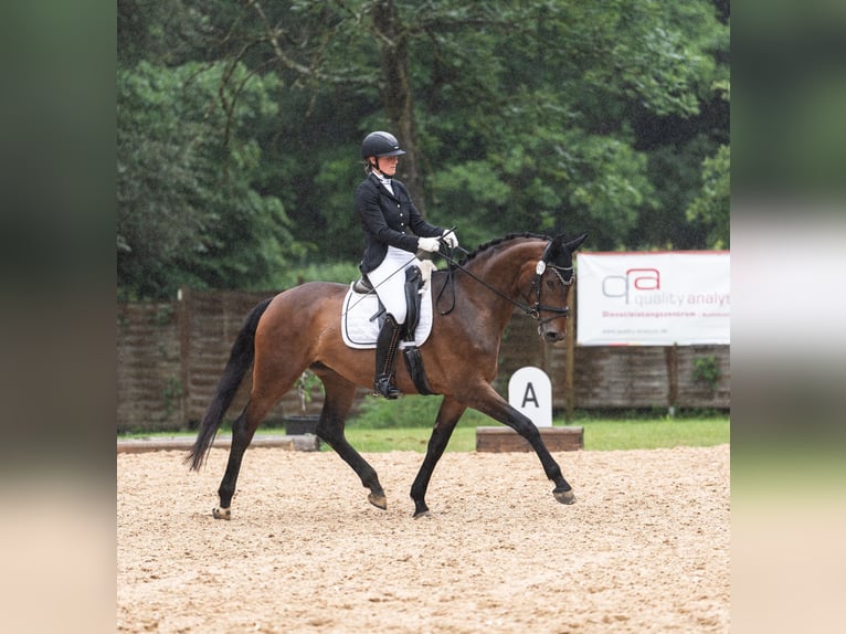 Deutsches Sportpferd Stute 5 Jahre 171 cm Dunkelbrauner in Möglingen