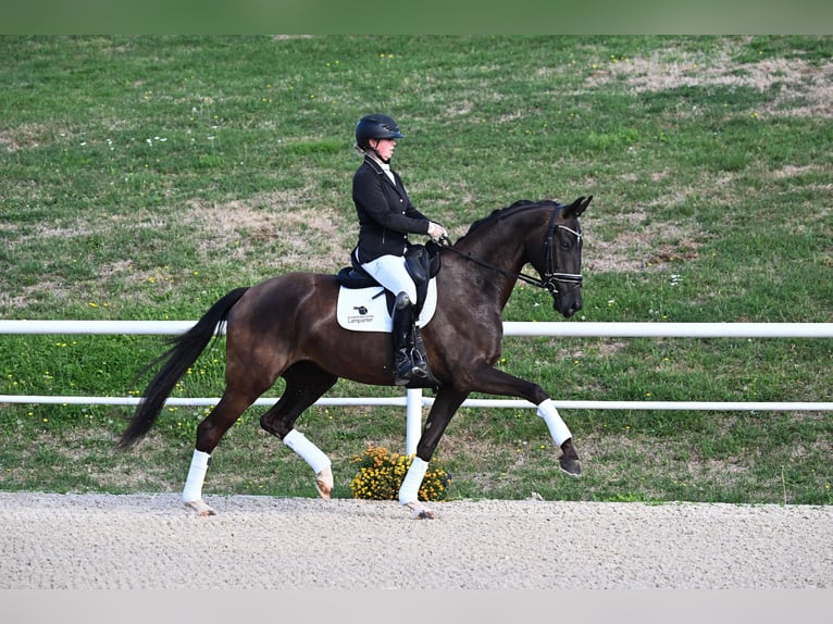 Deutsches Sportpferd Stute 5 Jahre 171 cm Rappe in Gomadingen