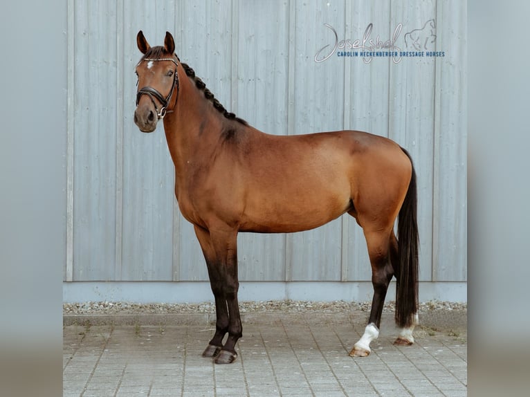 Deutsches Sportpferd Stute 5 Jahre 172 cm Brauner in Grundsheim