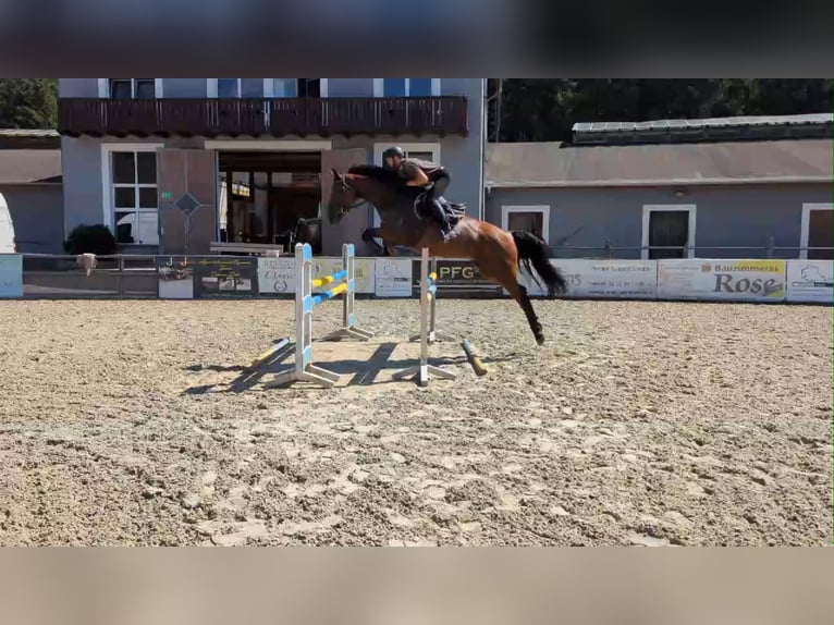 Deutsches Sportpferd Stute 5 Jahre 172 cm Brauner in Gadow