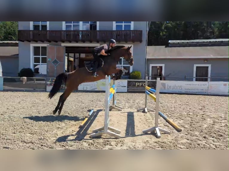 Deutsches Sportpferd Stute 5 Jahre 172 cm Brauner in Gadow