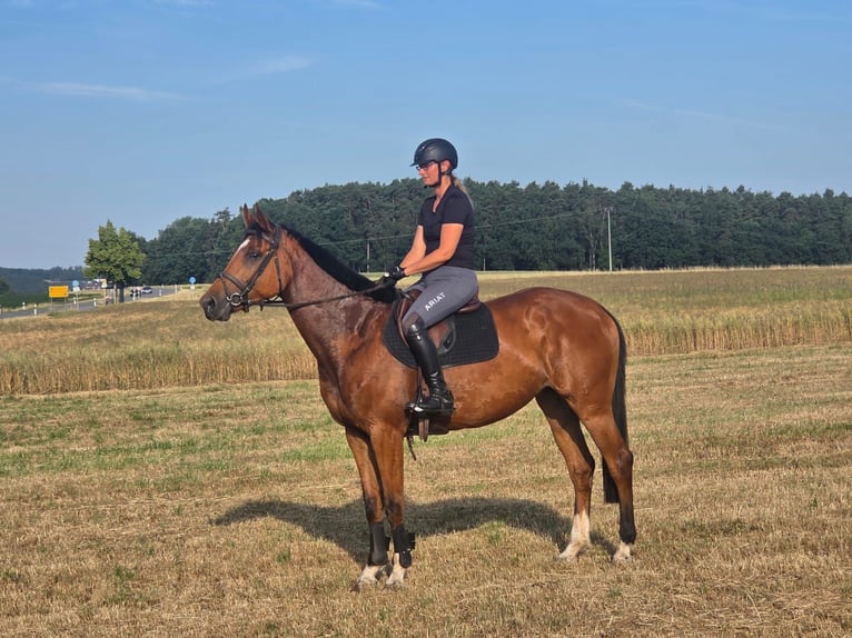 Deutsches Sportpferd Stute 5 Jahre 172 cm Brauner in Hahnbach