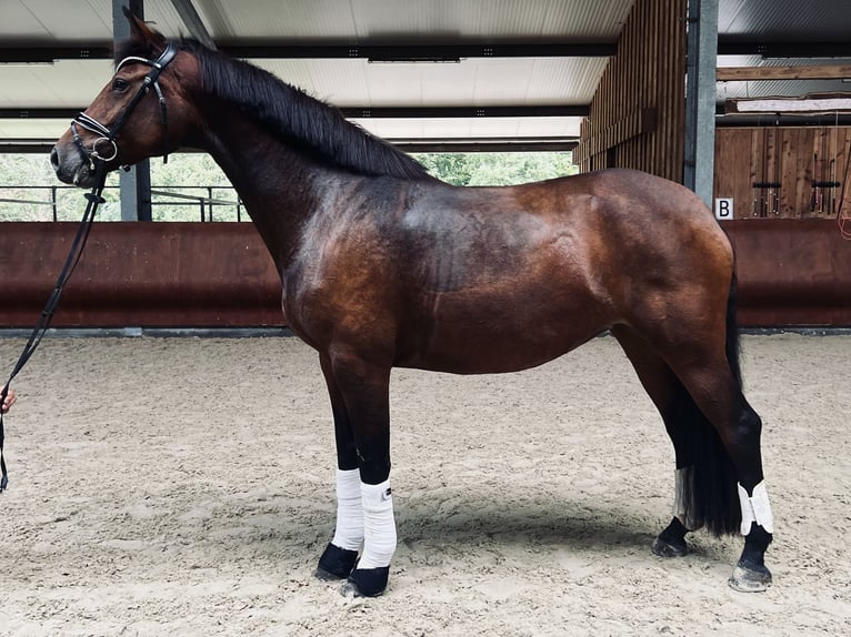 Deutsches Sportpferd Stute 5 Jahre 172 cm Dunkelbrauner in Warendorf