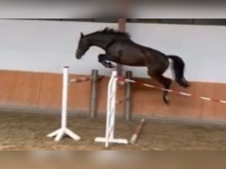 Deutsches Sportpferd Stute 5 Jahre 172 cm Dunkelbrauner in Lupendorf