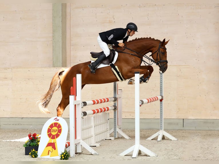Deutsches Sportpferd Stute 5 Jahre 172 cm Fuchs in Gomadingen