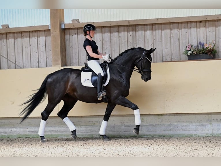 Deutsches Sportpferd Stute 5 Jahre 172 cm Schwarzbrauner in Ostrach
