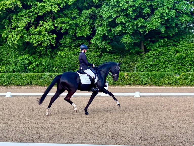 Deutsches Sportpferd Stute 5 Jahre 172 cm Schwarzbrauner in Renningen