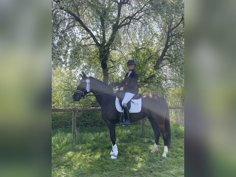 Deutsches Sportpferd Stute 5 Jahre 172 cm Schwarzbrauner in Renningen