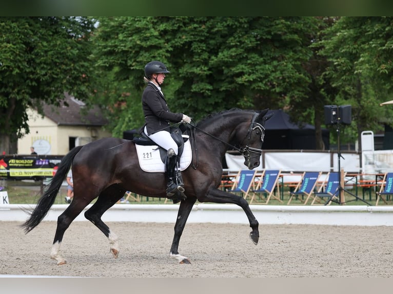 Deutsches Sportpferd Stute 5 Jahre 172 cm Schwarzbrauner in Renningen
