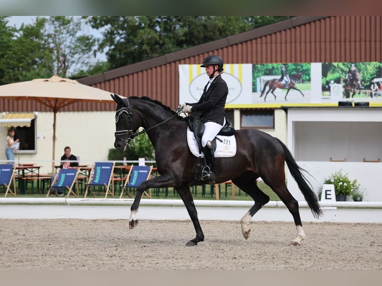 Deutsches Sportpferd Stute 5 Jahre 172 cm Schwarzbrauner in Renningen