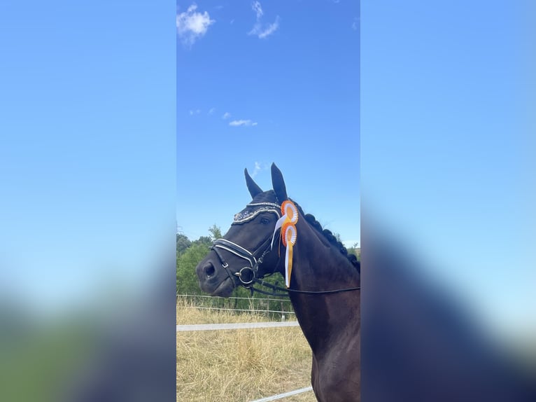 Deutsches Sportpferd Stute 5 Jahre 172 cm Schwarzbrauner in Renningen
