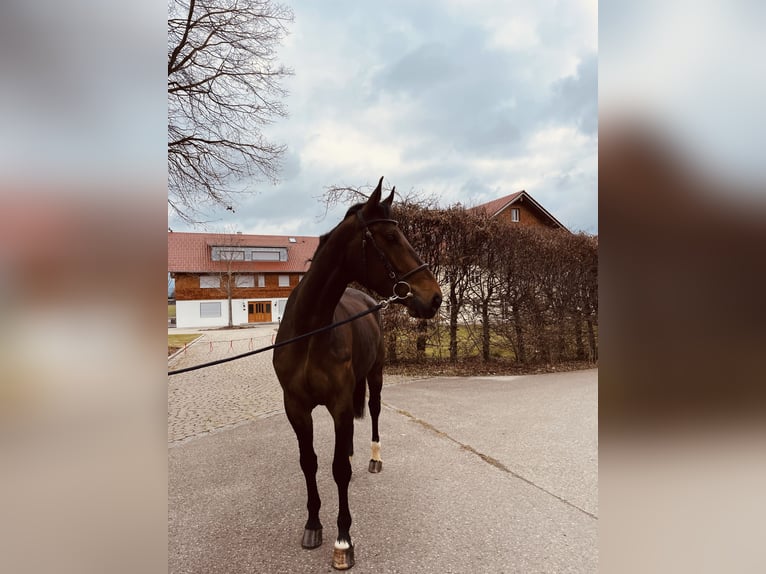 Deutsches Sportpferd Stute 5 Jahre 173 cm Dunkelbrauner in Haldenwang