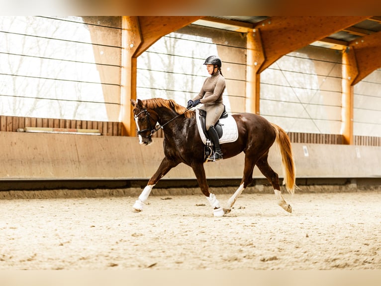 Deutsches Sportpferd Stute 5 Jahre 173 cm Dunkelfuchs in Münster