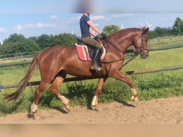 Deutsches Sportpferd Stute 5 Jahre 173 cm Fuchs in Berlin