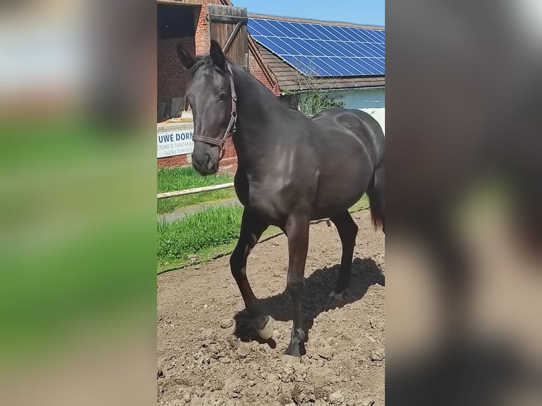 Deutsches Sportpferd Stute 5 Jahre 173 cm Rappe in Bad Köstritz