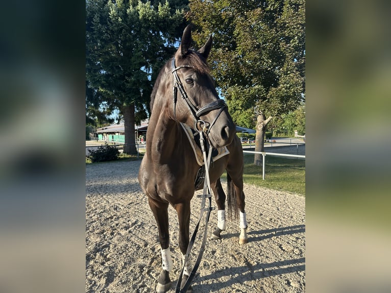 Deutsches Sportpferd Stute 5 Jahre 173 cm Rappe in Erbach