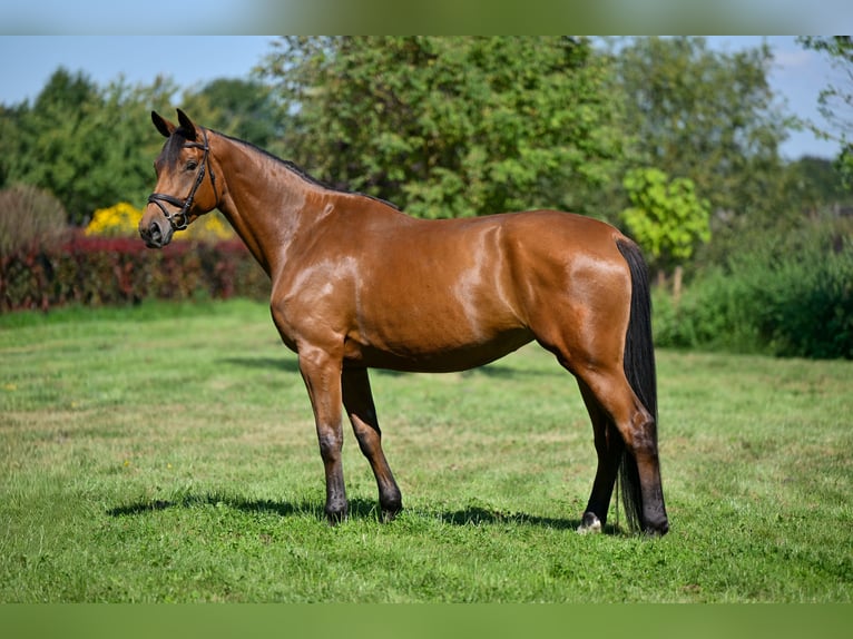 Deutsches Sportpferd Stute 5 Jahre 174 cm Brauner in Zossen OT Horstfelde