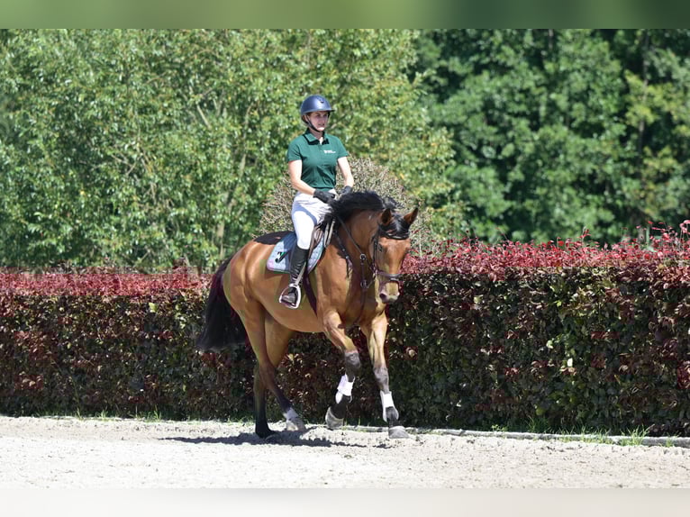 Deutsches Sportpferd Stute 5 Jahre 174 cm Brauner in Zossen OT Horstfelde