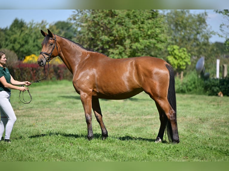 Deutsches Sportpferd Stute 5 Jahre 174 cm Brauner in Zossen OT Horstfelde