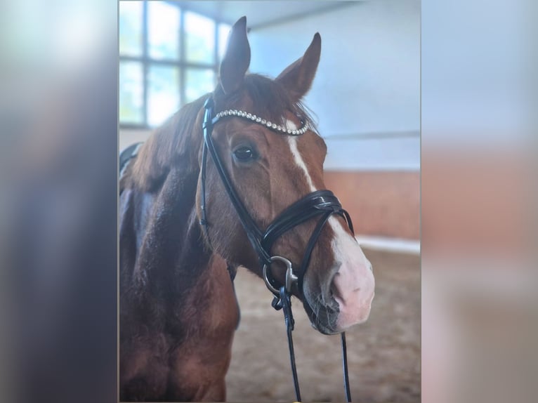 Deutsches Sportpferd Stute 5 Jahre 174 cm Fuchs in Saerbeck