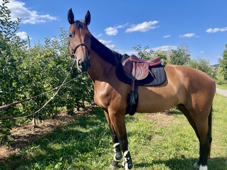 Deutsches Sportpferd Stute 5 Jahre 175 cm Brauner in Lindau (Bodensee)