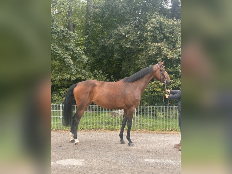 Deutsches Sportpferd Stute 5 Jahre 175 cm Brauner in Margarethen am Mood