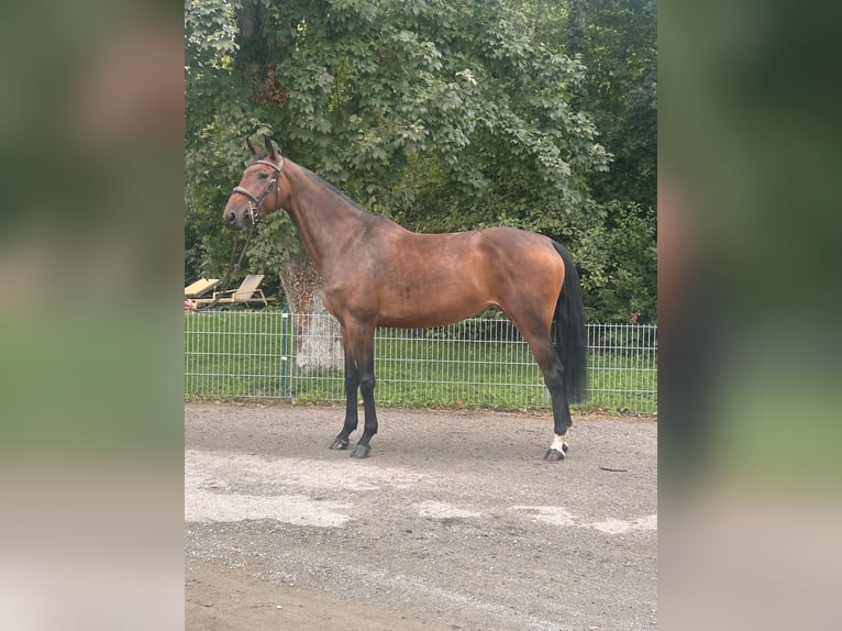 Deutsches Sportpferd Stute 5 Jahre 175 cm Brauner in Margarethen am Mood