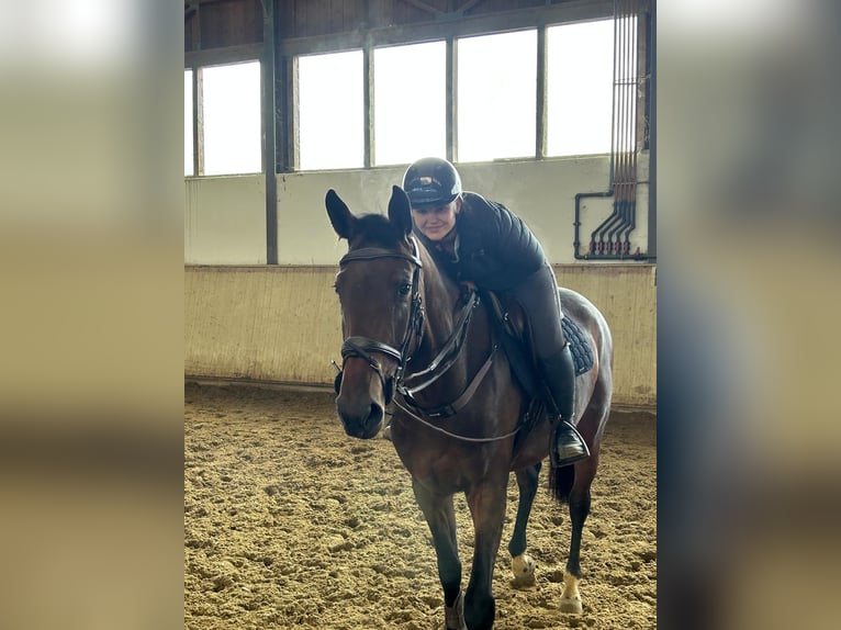 Deutsches Sportpferd Stute 5 Jahre 175 cm Brauner in Margarethen am Mood