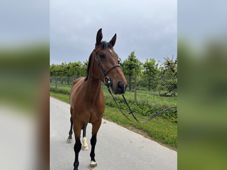 Deutsches Sportpferd Stute 5 Jahre 175 cm Dunkelbrauner in Lindau (Bodensee)