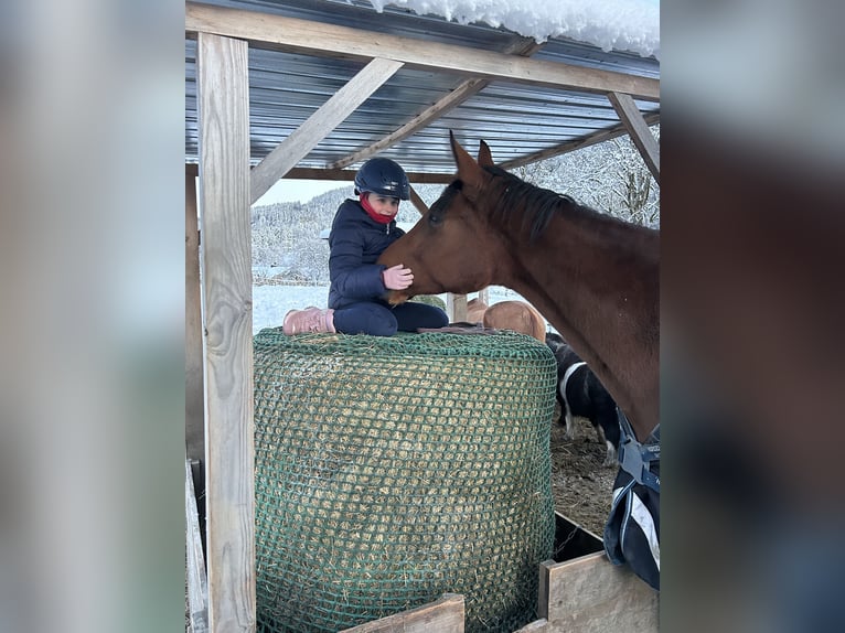 Deutsches Sportpferd Stute 5 Jahre 175 cm Dunkelbrauner in Gmund am Tegernsee