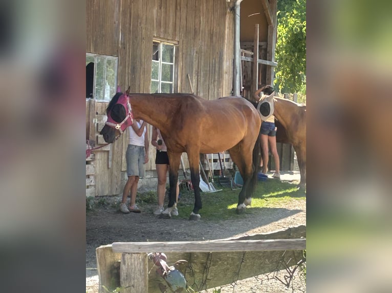 Deutsches Sportpferd Stute 5 Jahre 175 cm Dunkelbrauner in Gmund am Tegernsee