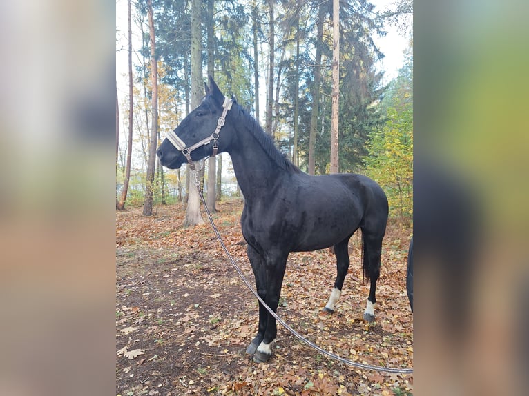 Deutsches Sportpferd Stute 5 Jahre 175 cm Rappe in Sieversdorf-Hohenofen