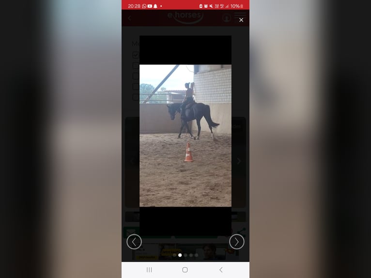 Deutsches Sportpferd Stute 5 Jahre 175 cm Rappe in Neustadt dosse