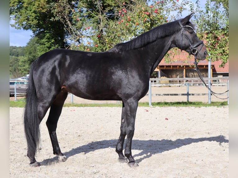 Deutsches Sportpferd Stute 5 Jahre 176 cm Dunkelbrauner in Osnabrück
