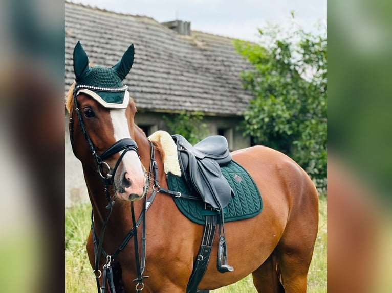 Deutsches Sportpferd Stute 5 Jahre 176 cm Fuchs in Vitzenburg