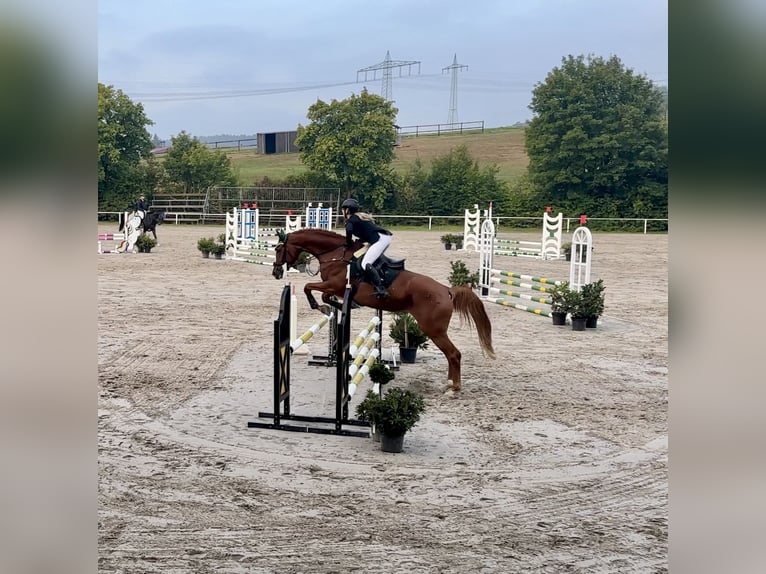 Deutsches Sportpferd Stute 5 Jahre 176 cm Fuchs in Vitzenburg